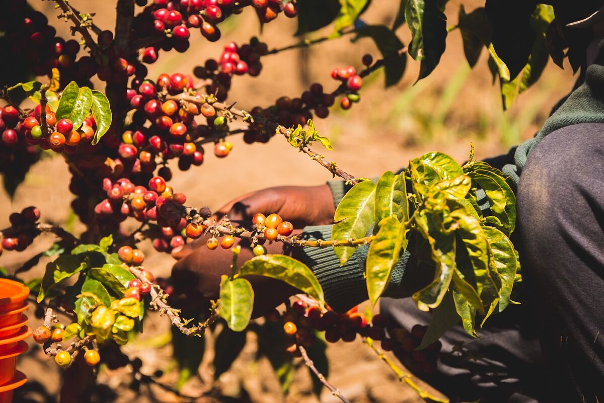 Tchibo_Projektkaffee_Kahawa Skuli_Isuto School - Students _ Cherries on Trees