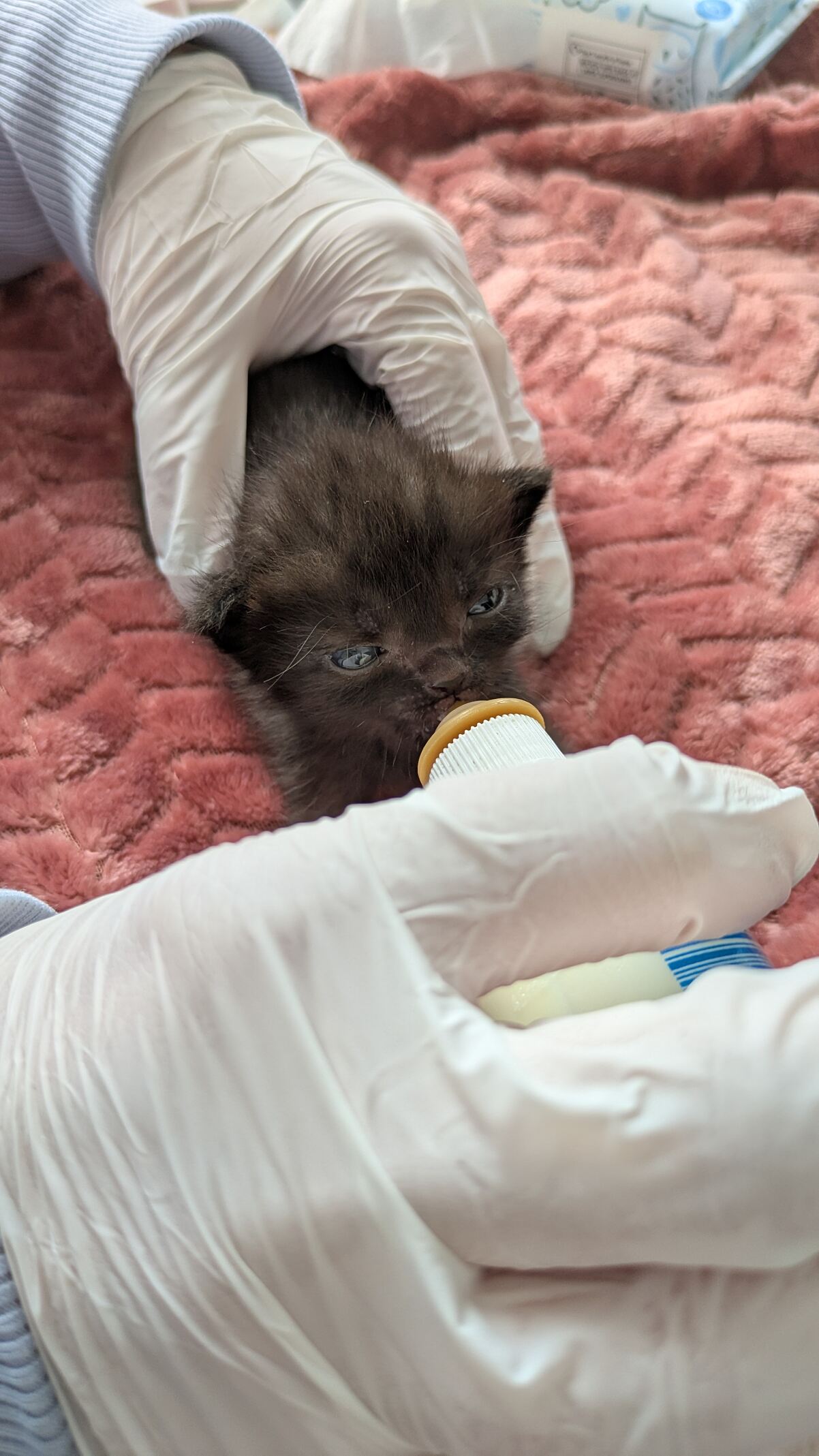 Kleine Katze, die im TierQuarTier Wien versorgt wird.