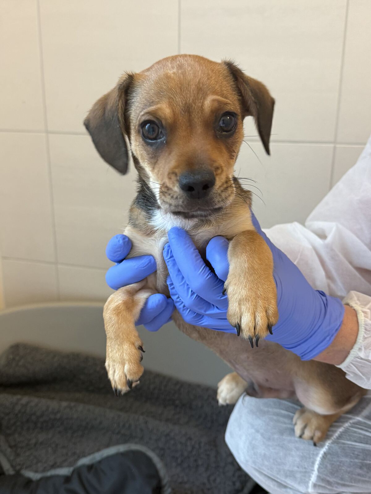 Tiere sind keine Last-Minute-Geschenke – auch süße Hundewelpen nicht. 